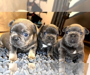 French Bulldog Puppy for sale in LENOIR CITY, TN, USA