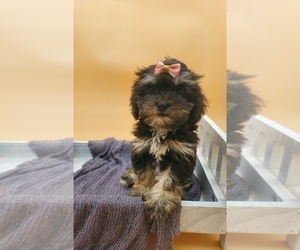 Lhasa-Poo Puppy for sale in GOSHEN, IN, USA
