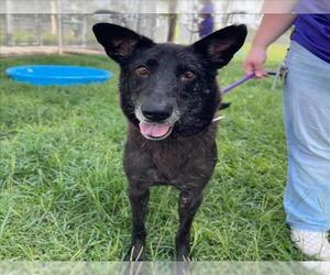 German Shepherd Dog-Unknown Mix Dogs for adoption in Conroe, TX, USA
