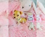 Small #15 Chihuahua