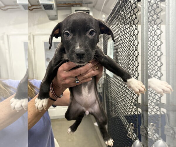 Medium Photo #1 Mutt Puppy For Sale in Sterling, MA, USA