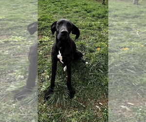 Great Dane Puppy for sale in SPRAGGS, PA, USA