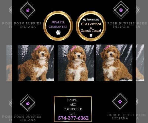 Medium Photo #1 Poodle (Toy) Puppy For Sale in WARSAW, IN, USA