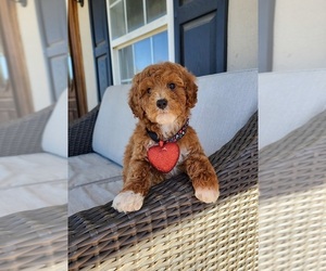 Poodle (Miniature) Puppy for sale in GULF SHORES, AL, USA