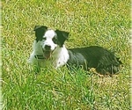 Small Photo #1 Australian Shepherd Puppy For Sale in SPRING HILL, TN, USA