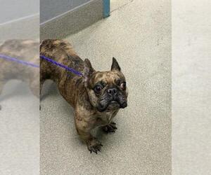 French Bulldog-Unknown Mix Dogs for adoption in Las Vegas, NV, USA