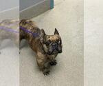 Small French Bulldog Mix