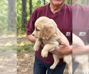 Goldendoodle Puppy for sale in SCOTTSDALE, AZ, USA