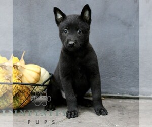 Belgian Malinois Puppy for sale in RONKS, PA, USA
