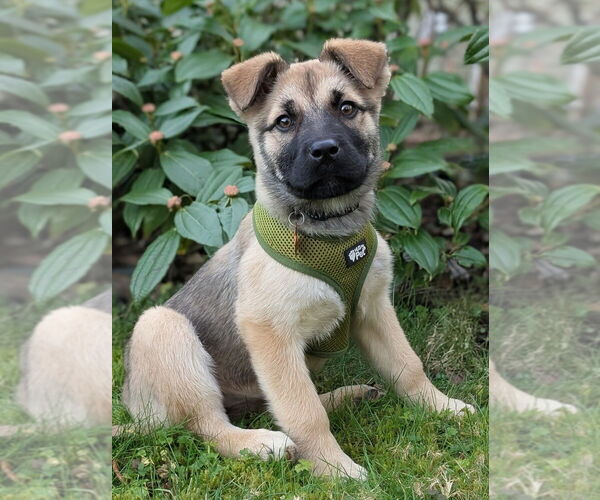 Medium Photo #3 Mutt Puppy For Sale in Bellingham, WA, USA