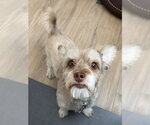 Small #1 Mutt