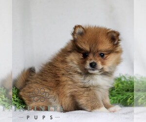 Pomeranian Puppy for sale in MANHEIM, PA, USA