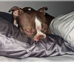 Small #2 Boston Terrier