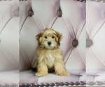 Puppy 8 Maltese-Poodle (Toy) Mix