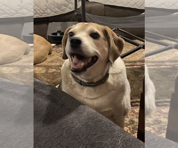 Medium Photo #4 Beagle-Unknown Mix Puppy For Sale in Aurora, IN, USA