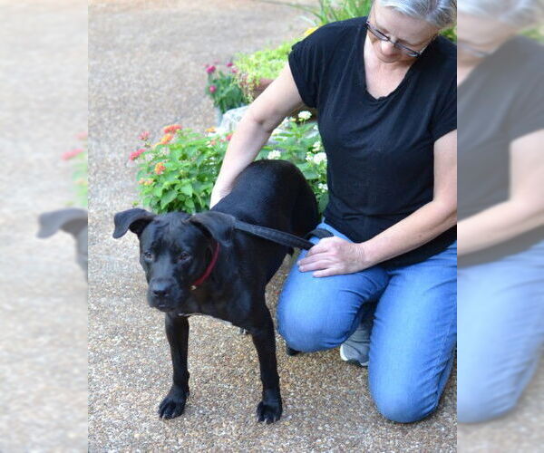 Medium Photo #4 Mutt Puppy For Sale in Germanton, TN, USA