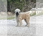 Small #6 Bouvier Des Flandres