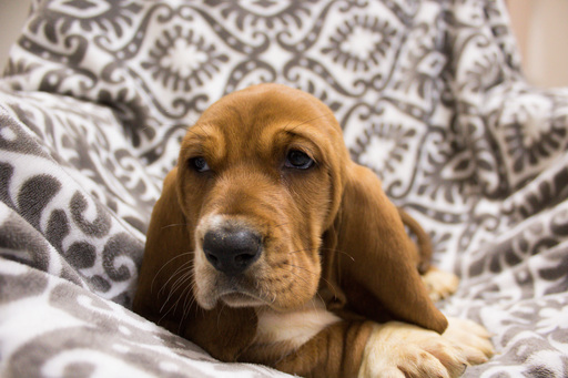 Medium Photo #9 Basset Hound Puppy For Sale in PETERSBURG, IN, USA
