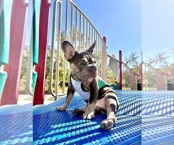 Medium Photo #1 French Bulldog Puppy For Sale in HENRYETTA, OK, USA
