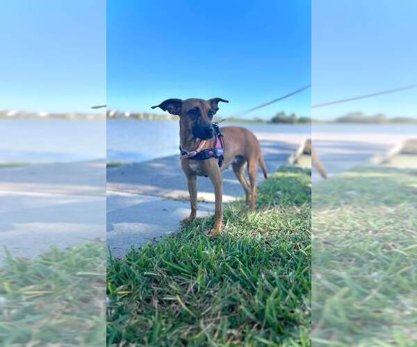 Medium Photo #2 Redbone Coonhound-Unknown Mix Puppy For Sale in Nassau bay, TX, USA