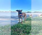 Small #1 Redbone Coonhound Mix