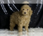 Small #2 Goldendoodle (Miniature)