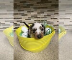 Small Photo #2 Dachshund Puppy For Sale in ACWORTH, GA, USA