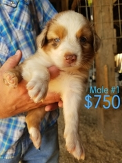 Australian Shepherd Puppy for sale in CARLISLE, KY, USA