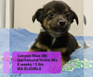 Dachshund-Unknown Mix Dogs for adoption in pomfret, CT, USA