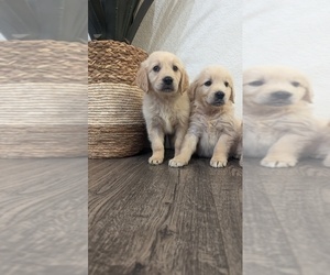 English Cream Golden Retriever Puppy for sale in SACRAMENTO, CA, USA