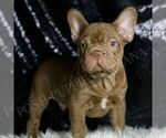 Puppy Snickers AKC French Bulldog