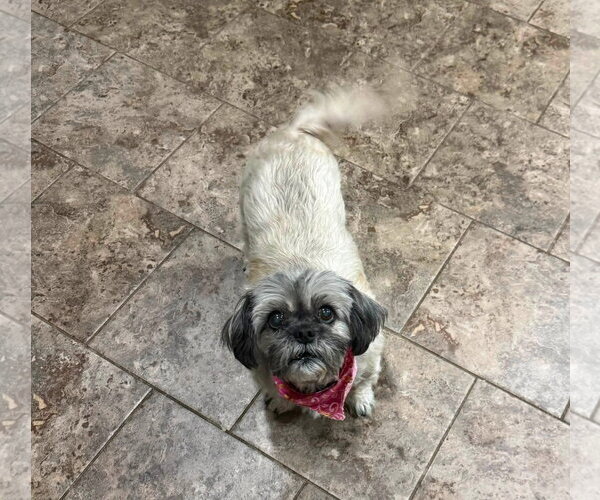Medium Photo #4 Shih Tzu-Unknown Mix Puppy For Sale in Germantown, OH, USA