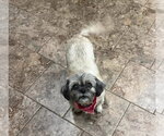 Small #3 Shih Tzu Mix
