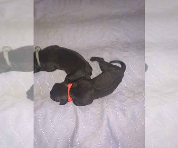 Medium Photo #11 Boerboel Puppy For Sale in LAS CRUCES, NM, USA