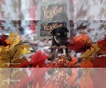 Small Photo #92 Yorkshire Terrier Puppy For Sale in AKRON, OH, USA