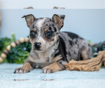 Small Photo #24 Chihuahua Puppy For Sale in FREDERICKTOWN, OH, USA