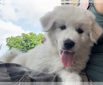 Small #1 Great Pyrenees