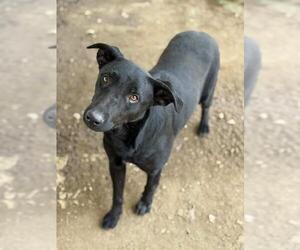 Labrador Retriever-Unknown Mix Dogs for adoption in Riverside, CA, USA