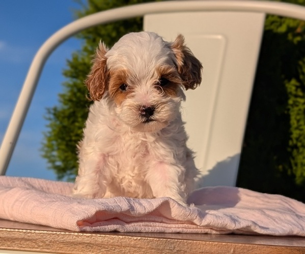 Medium Photo #3 Cavapoo (Miniature) Puppy For Sale in GOSHEN, IN, USA