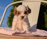 Small Photo #3 Cavapoo (Miniature) Puppy For Sale in GOSHEN, IN, USA