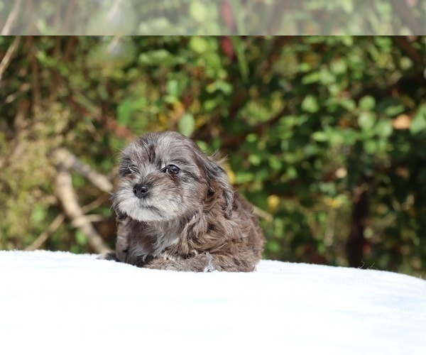 Medium Photo #22 ShihPoo Puppy For Sale in DYERSBURG, TN, USA