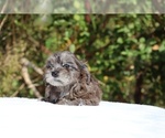 Small #21 ShihPoo