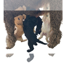 Small Photo #17 Poodle (Standard) Puppy For Sale in WINCHESTER, TN, USA