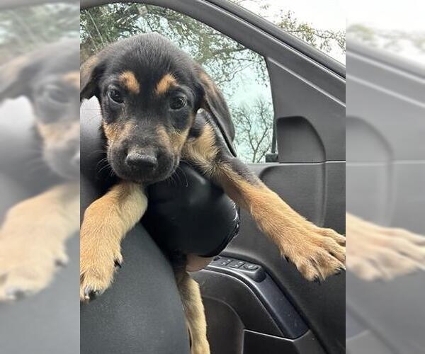 Medium Photo #1 Mutt Puppy For Sale in Houston, TX, USA