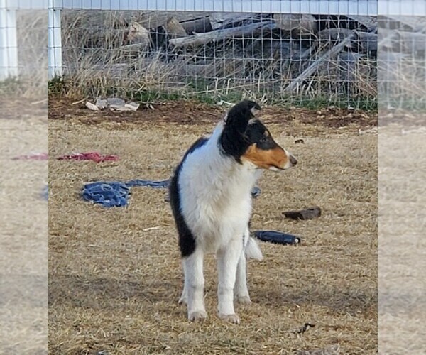 Medium Photo #5 Collie Puppy For Sale in KUNA, ID, USA