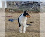 Small Photo #5 Collie Puppy For Sale in KUNA, ID, USA