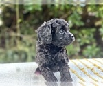 Small Photo #3 Cavapoo Puppy For Sale in GRESHAM, OR, USA