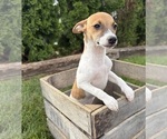 Stella - Female Jack-Rat Terrier Puppy for Sale - Photo #4