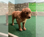 Small #8 Goldendoodle