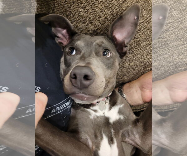 Medium Photo #2 Mutt Puppy For Sale in Coralville, IA, USA